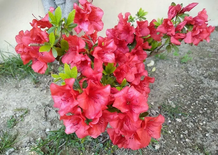 Casetta Orsola Dom wakacyjny *